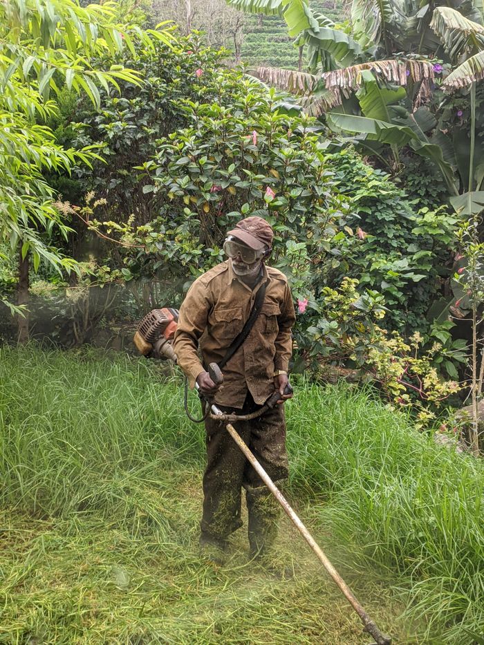 A gardener using a grass trimmer in a lush, green garden surrounded by tropical plants.
